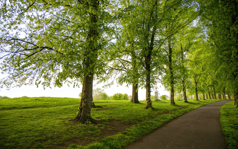 Inverleith Park, Edinburgh, Scotland by Kevin McConnell