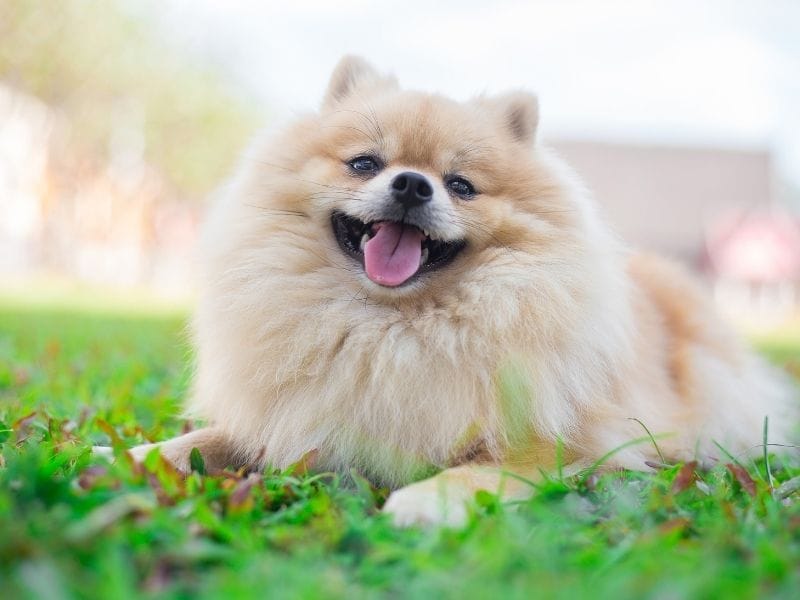 A happy Pomeranian is lying in the grass with his tongue out
