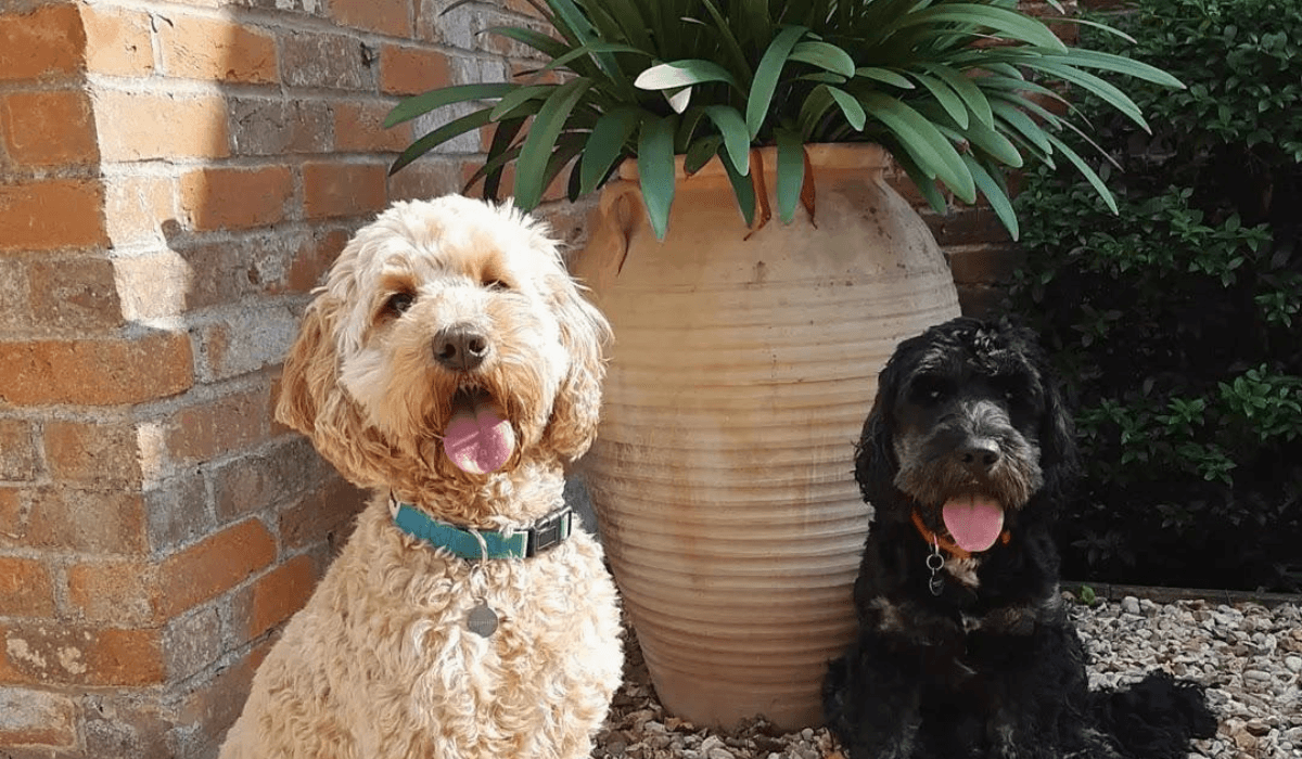 Two cute Cockapoos, one golden & one black, sitting in a pebbled garden in front of a plant pot.