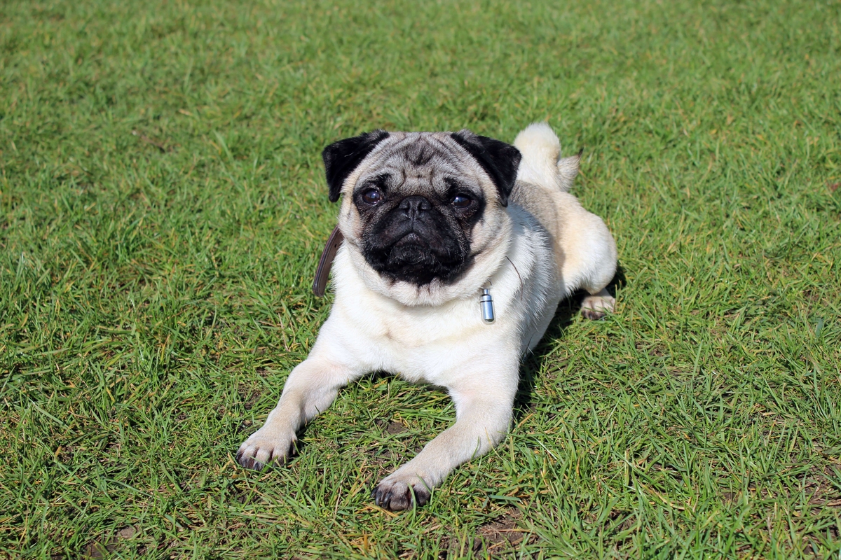 Text to speech not available for this image