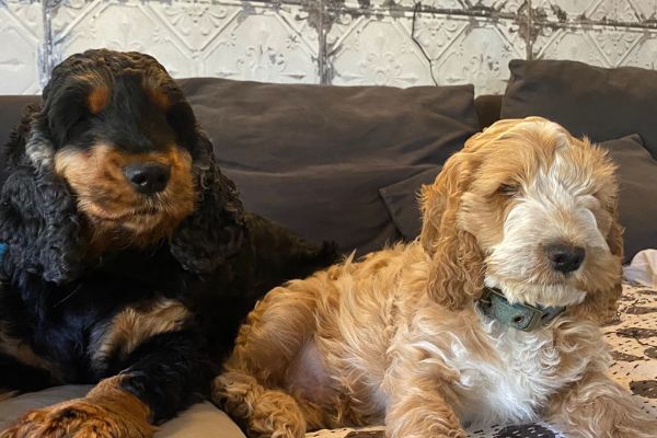 Plum and Blue, Cocker Spaniel