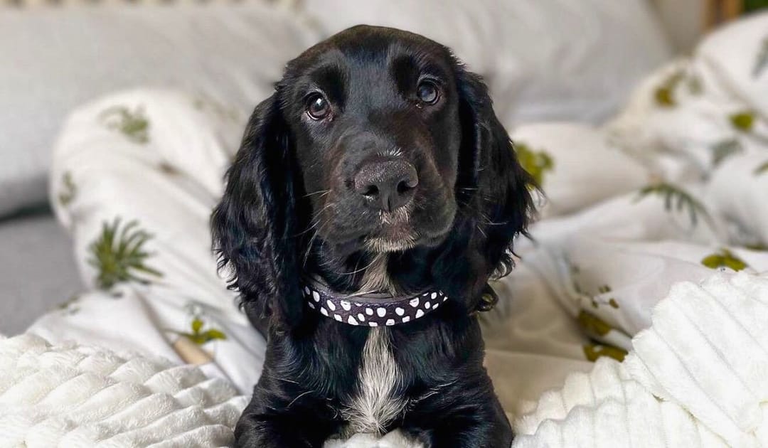 Doggy member Albie, the Cocker Spaniel, lying on his owner's bed after digging around in the duvet!