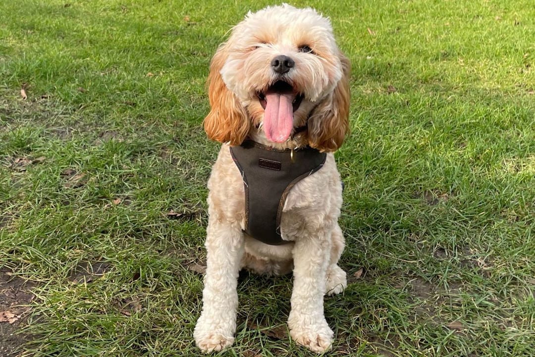 Doggy member Bella, the Cavapoo, enjoying a happy walkies