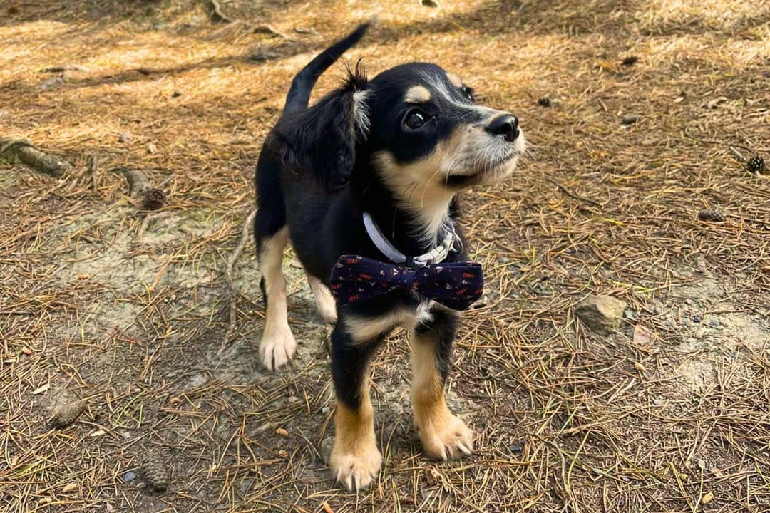 Doggy member Clyde, the Cross Breed, wearing a patterned navy bow tie