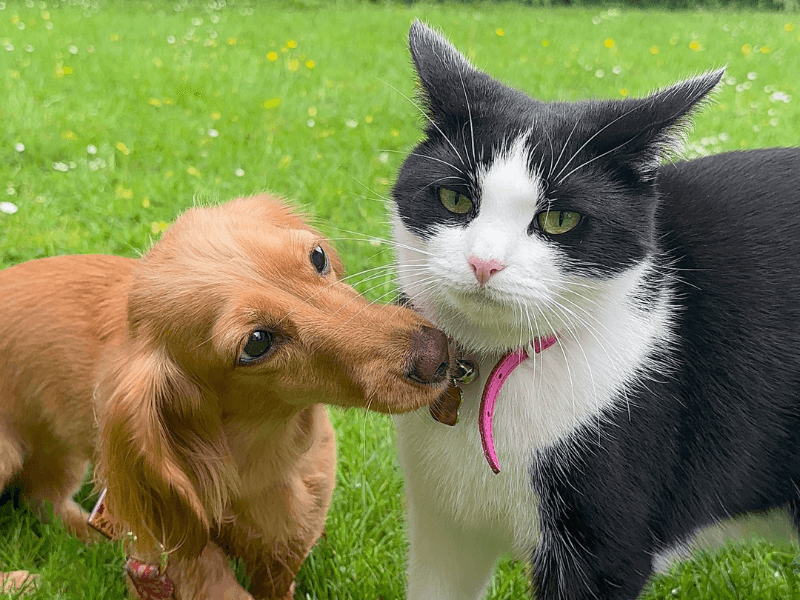Maple the Miniature Long Haired Daschund with a Cat