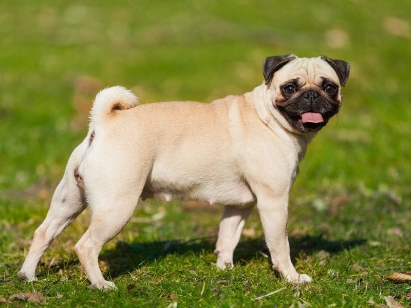 A happy beige Pug in the garden on a cool Spring day