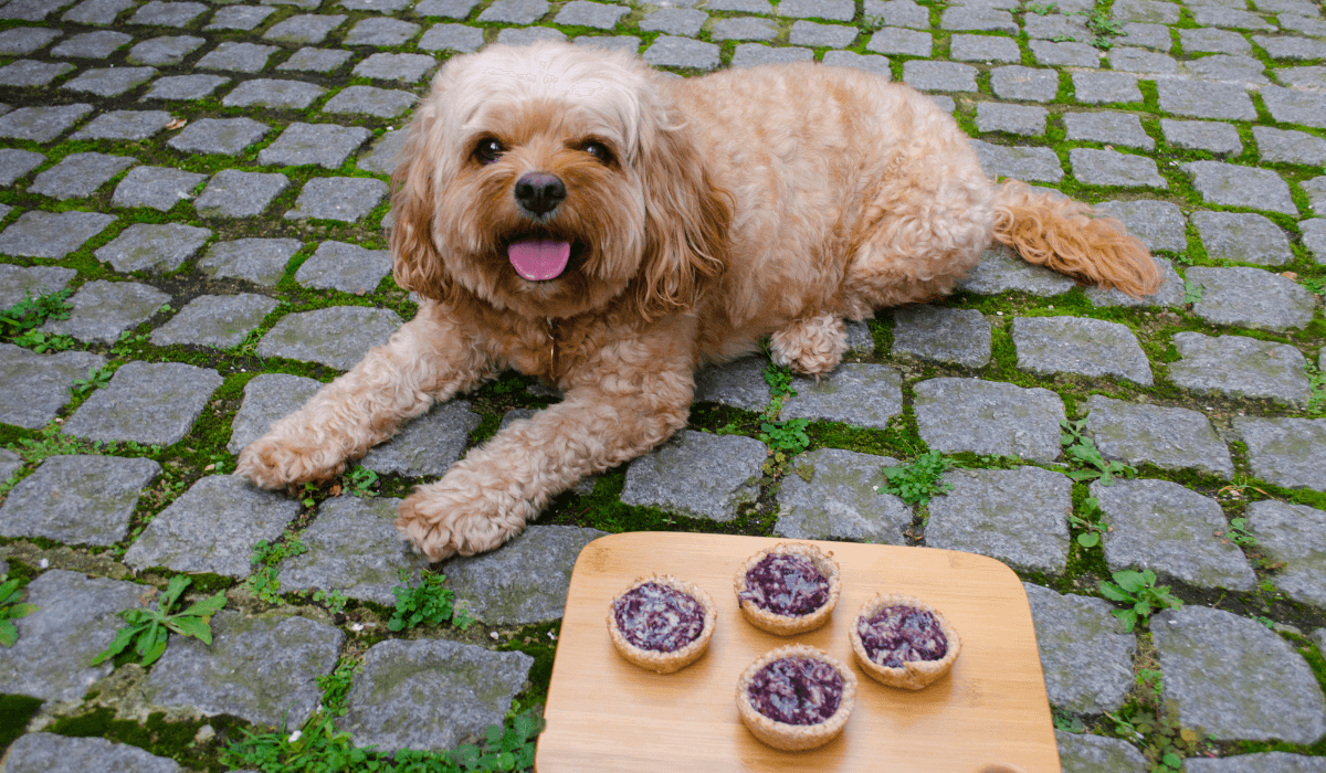 An adorable pooch is showing off his 'lie down' skills next to the Blueberry and Chicken Pies.