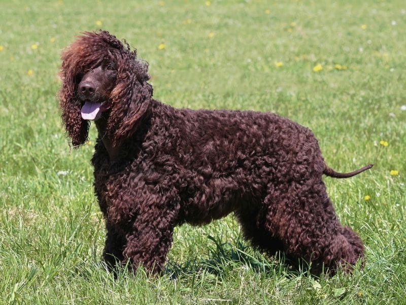 A happy Irish Water Spaniel standing in a field with his curly locks blowing in the wind