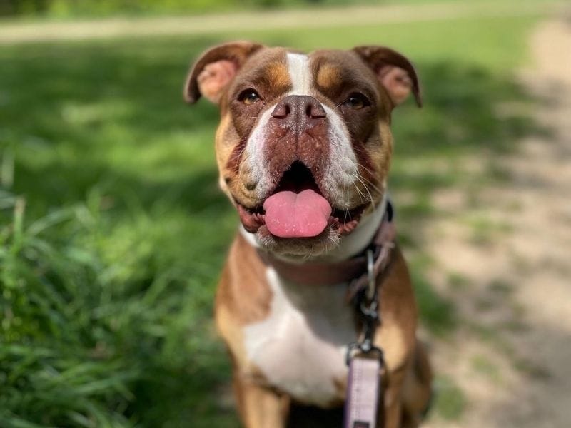 An Old Tyme Bulldog with floppy ears sits happily on a walkies