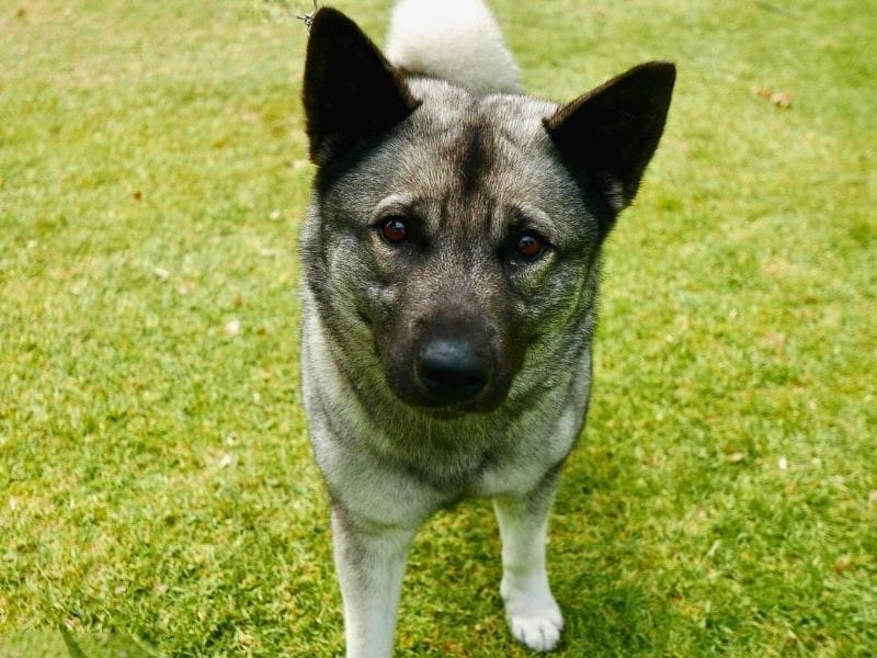 A Norwegian Elkhound stands in the garden softly looking towards the camera