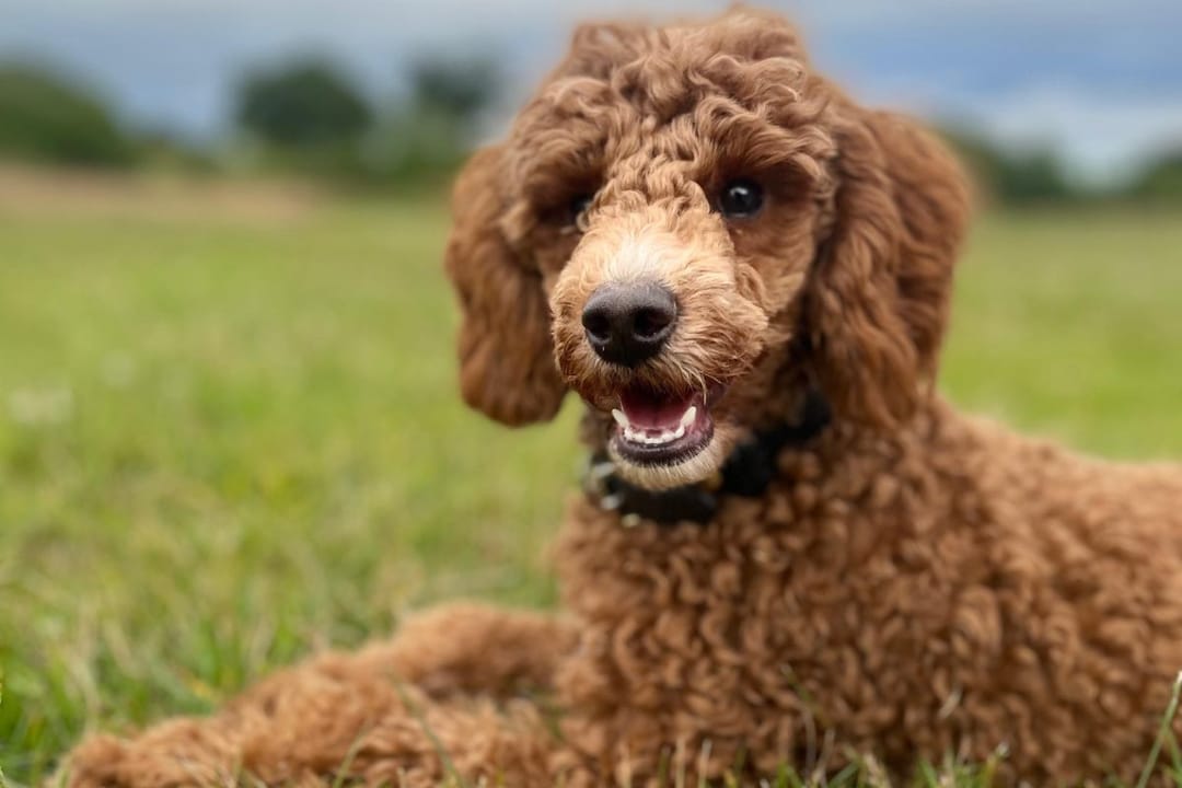 Doggy member Fletcha, the Toy Poodle, taking a break lying in a field