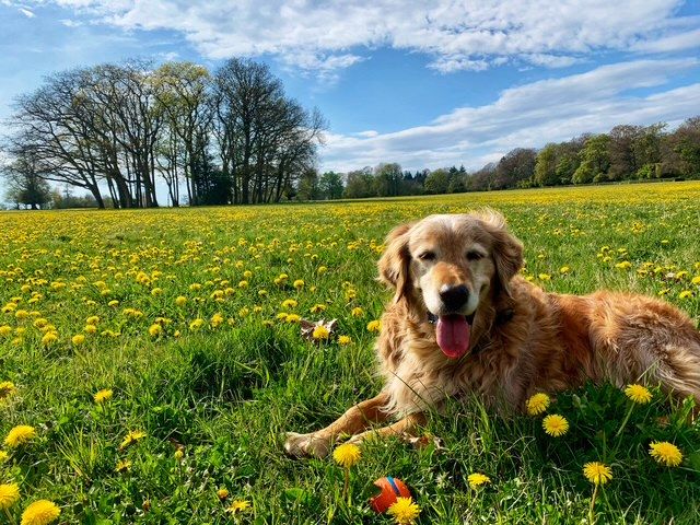 Stanley in a green grassy field of dandelions