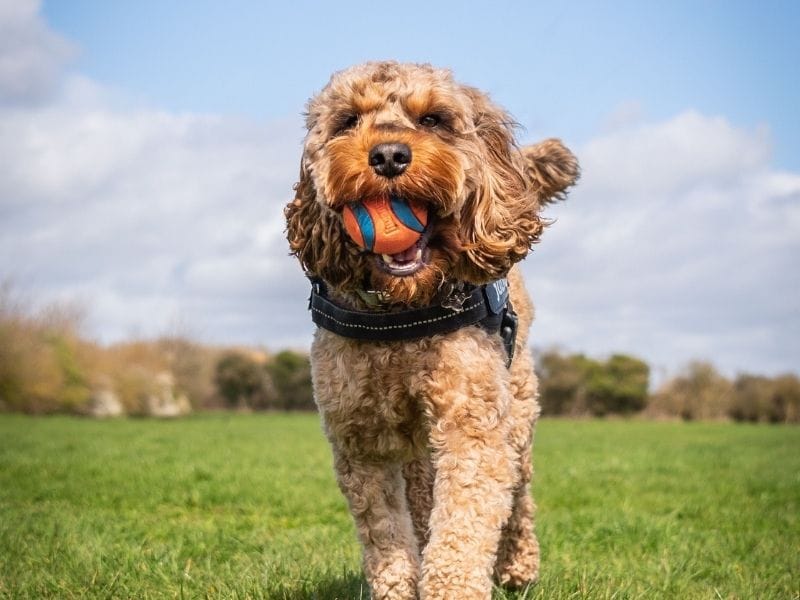A happy Cockapoo, running towards the camera in a field with a ball in his mouth
