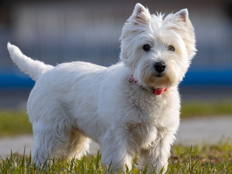 A white, stocky dog with short legs and a long body, a square, fluffy head
