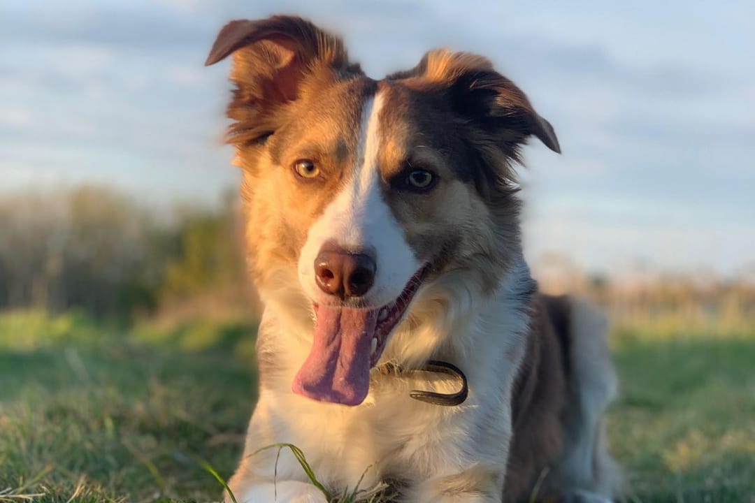 Doggy member Aela, the Border Collie, enjoying evening walkies with their borrowers