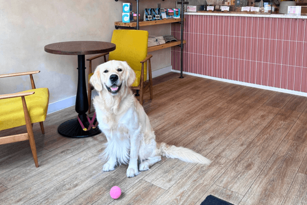 Archie, the club Golden Retriever with a pink ball