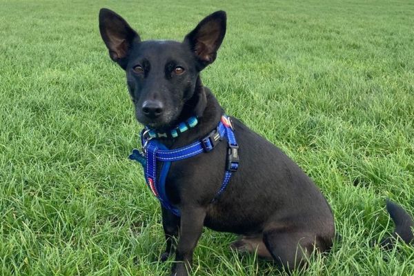 Sooty the Jack Russell Terrier sitting in a grassy field with his big triangular ears alert.