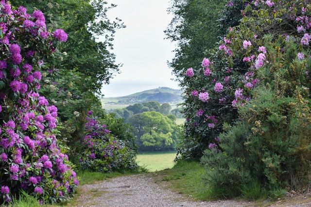 Sheringham Park, Norwich - Photo by Andrew Hall on Unsplash
