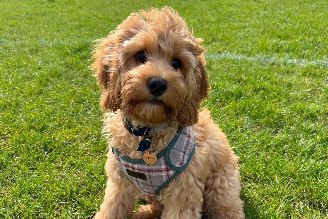 Doggy member Otis, the Cavapoo, enjoying a run around at the local field