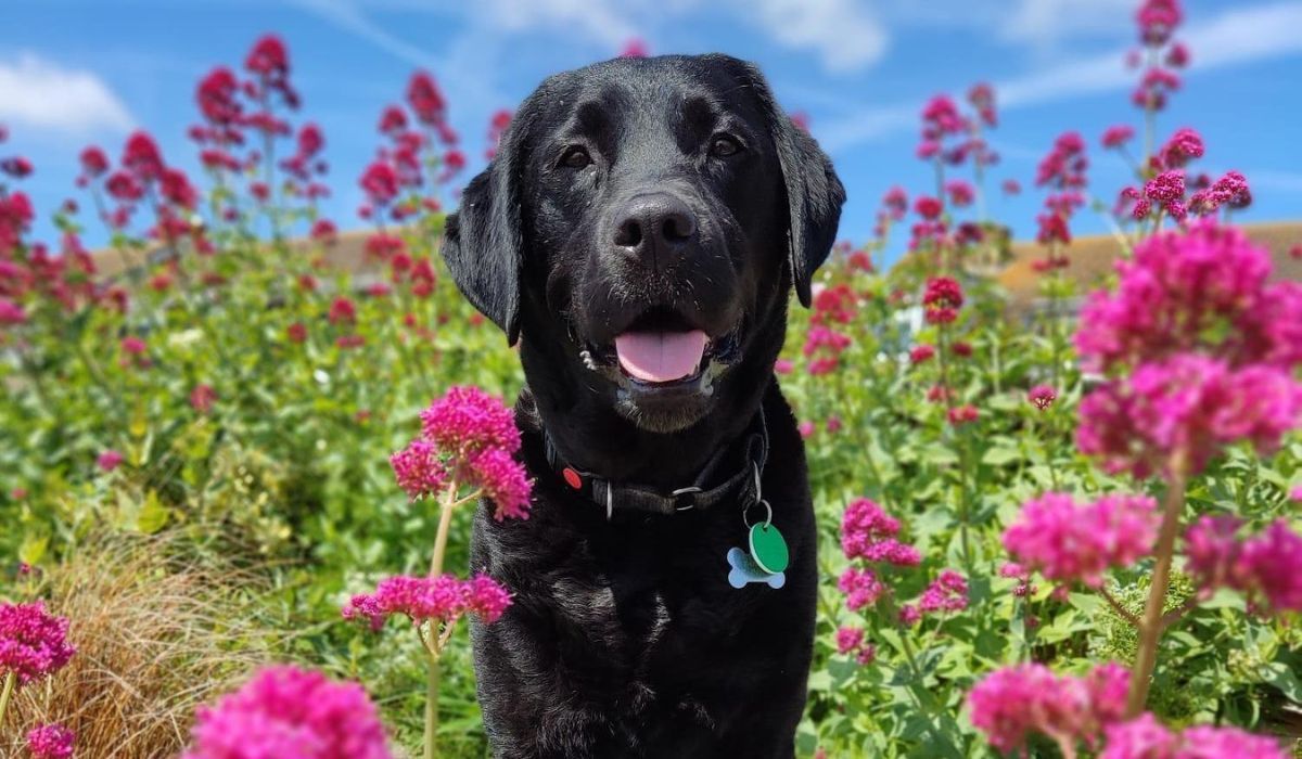 Doggy member Flint, the Labrador Retriever posing amongst the bright pink flowers on a summer's day