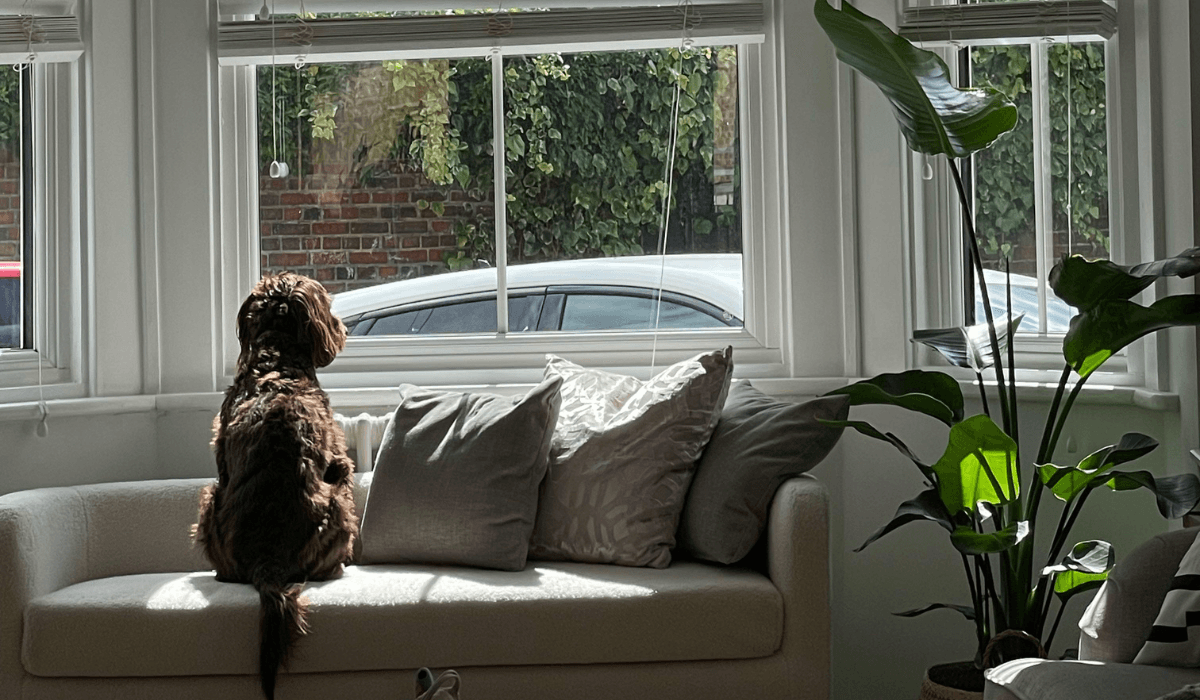 A chocolate Cockapoo is sitting on the sofa watching out the window for their guests.