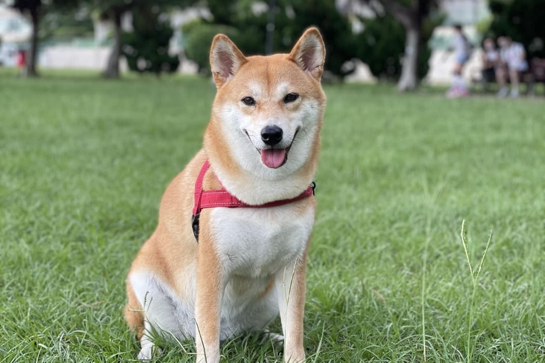 Doggy member Monchi, the Japanese Shibu Inu, enjoying a walk at the local park