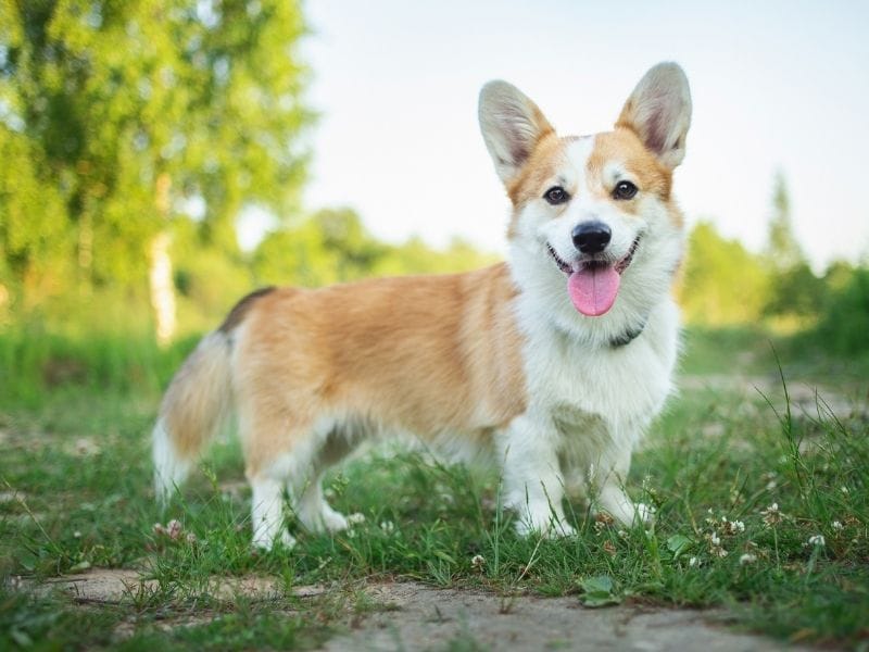 Prembroke Welsh Corgi looking to camera