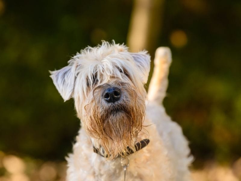 A Wheaten Terrier stands facing the camera with his fringe over his eyes