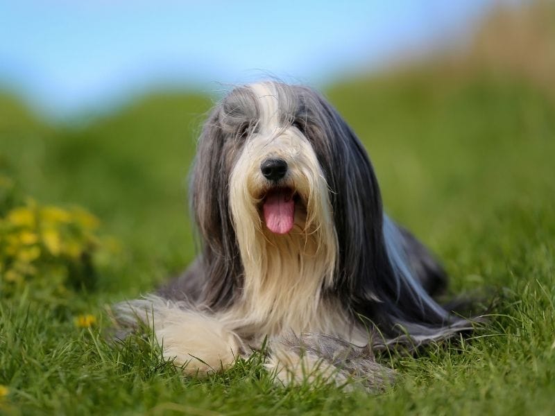 A grey and white Bearded Collie with long silky hair lies in the field happily on a spring day