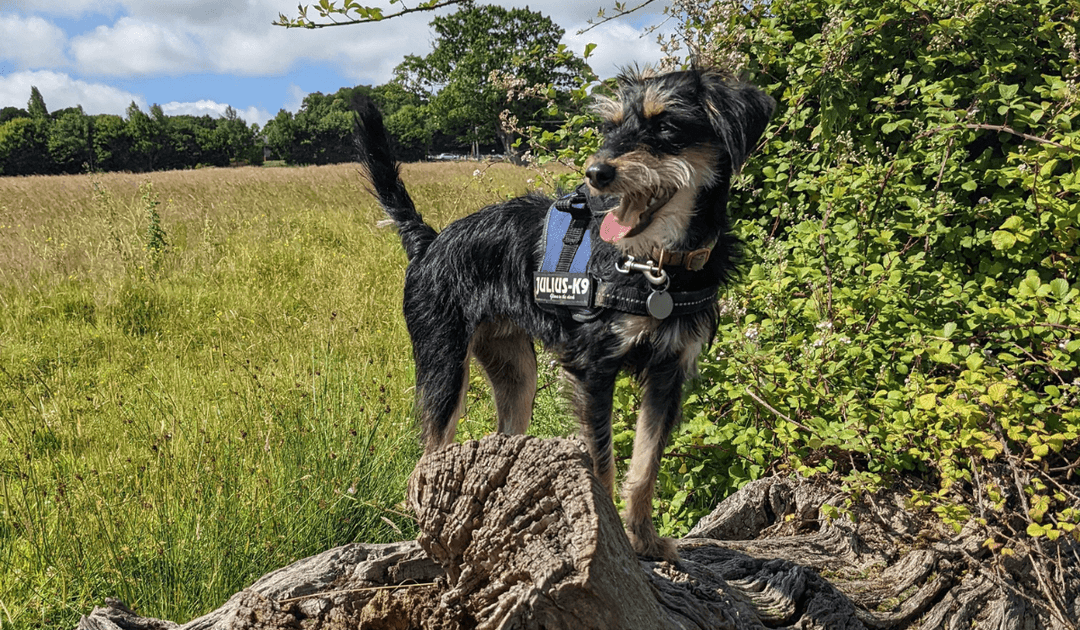 A medium sized cross breed is standing on a large, old tree that has fallen.