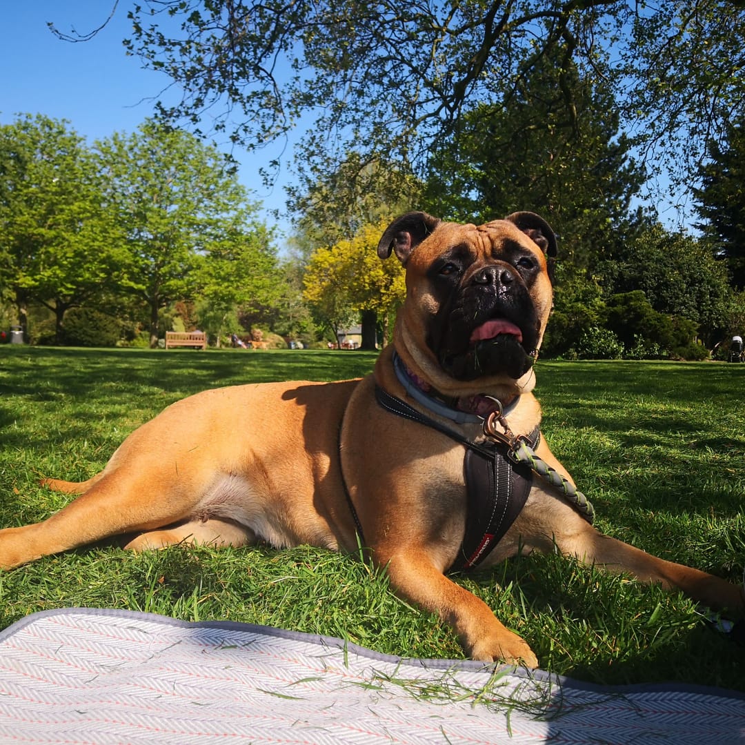 A happy Bullmastiff standing in the playing field