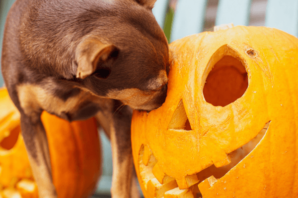 Dog exploring a carved pumpkin