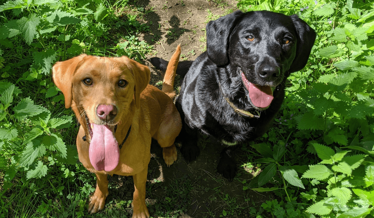 Two gorgeous Labrador Retrievers, one golden red and the other jet black.
