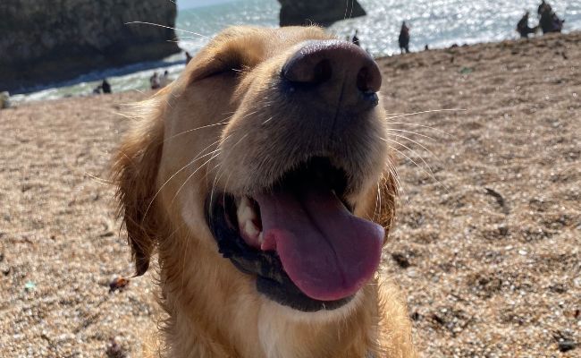 Doggy member Koby, the Golden Retriever, sitting on a pebbled beach