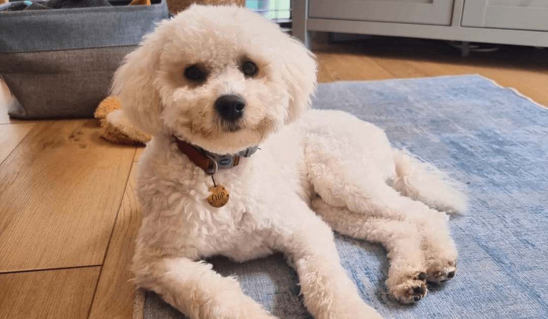 Doggy member Chip, the Bichon Frise, lying on the rug