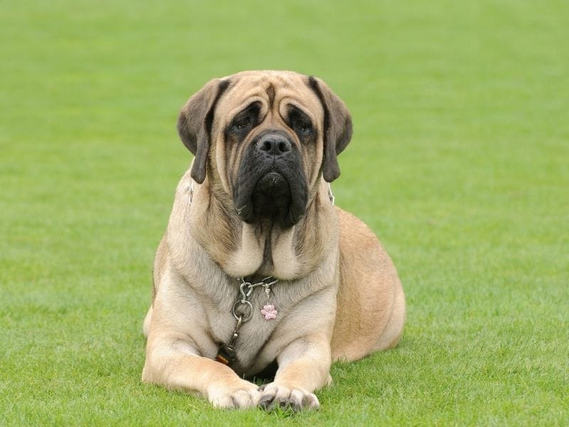 A beige Mastiff is lying down calmly in the garden watching the world go by