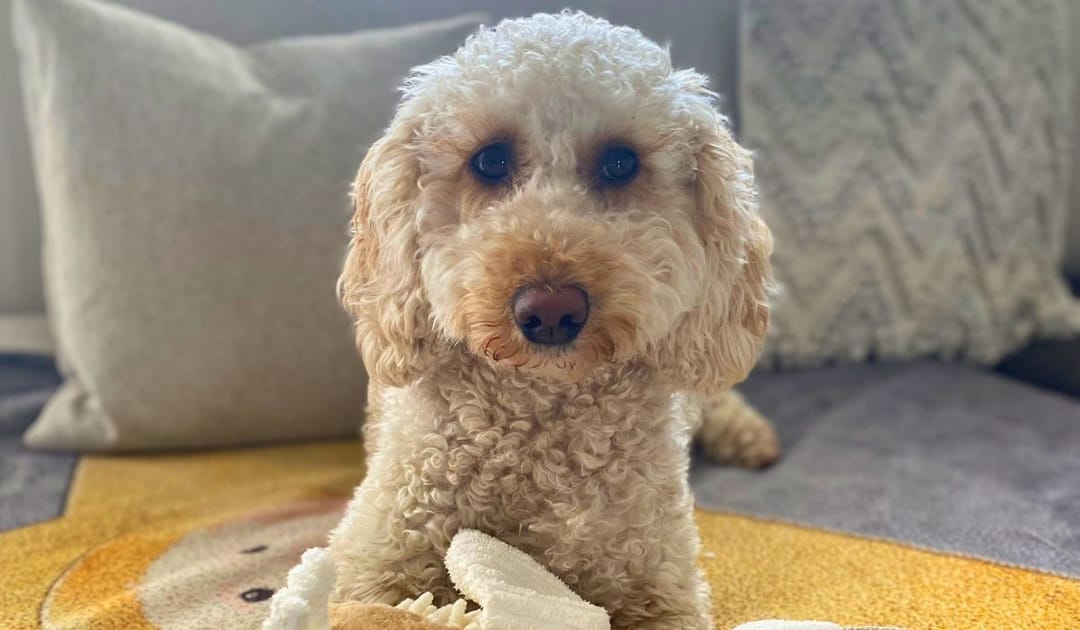 Doggy member Lola, the Cockapoo, lying on her human's bed with her plush toy
