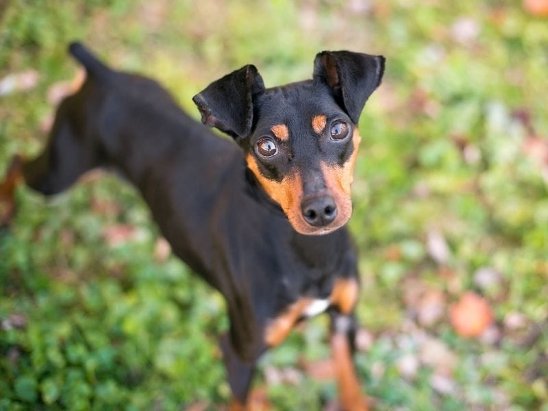 Manchester Terrier Breed Guide: Traits, training and care.