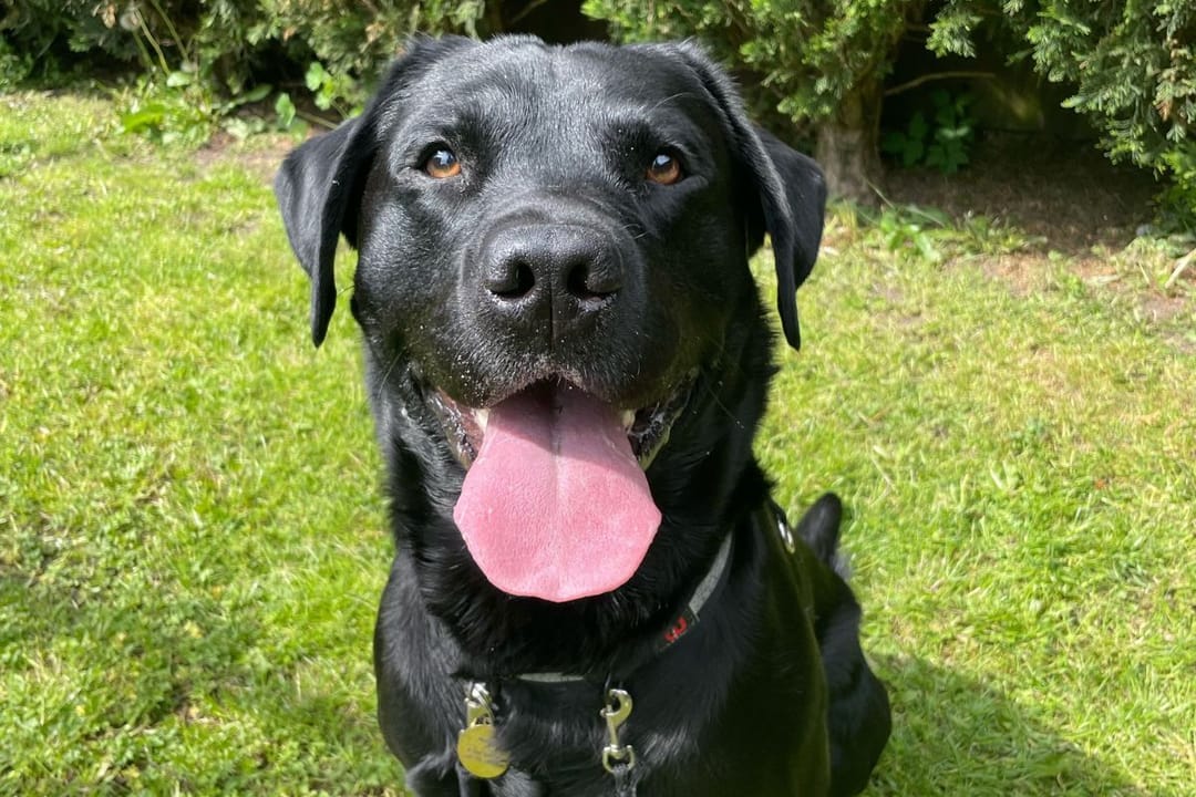 Doggy member Walter, the Labrador Retriever, happy to be on his walkies with his borrower