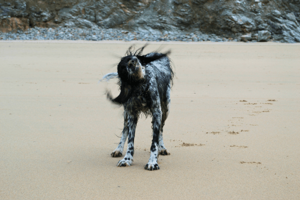English Setter on Perranporth Beach