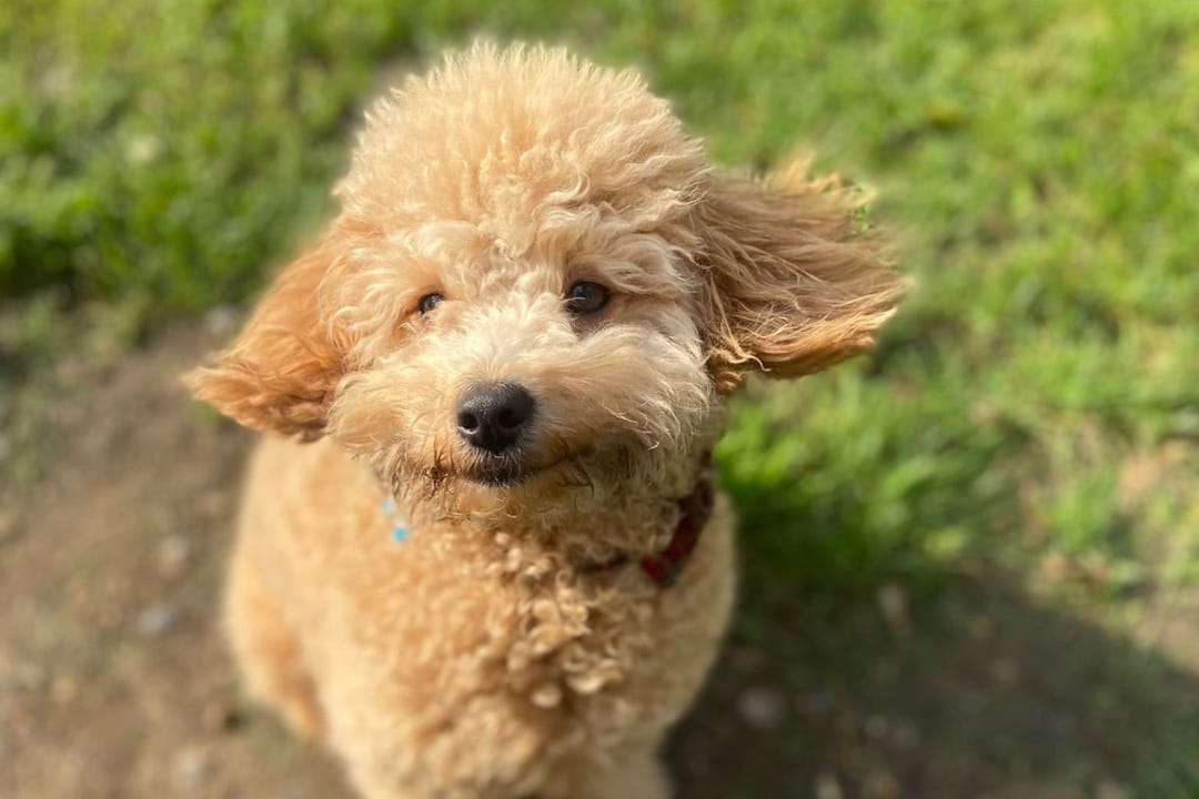 Doggy member Benji, the Toy Poodle, smiling softly while his ears flap