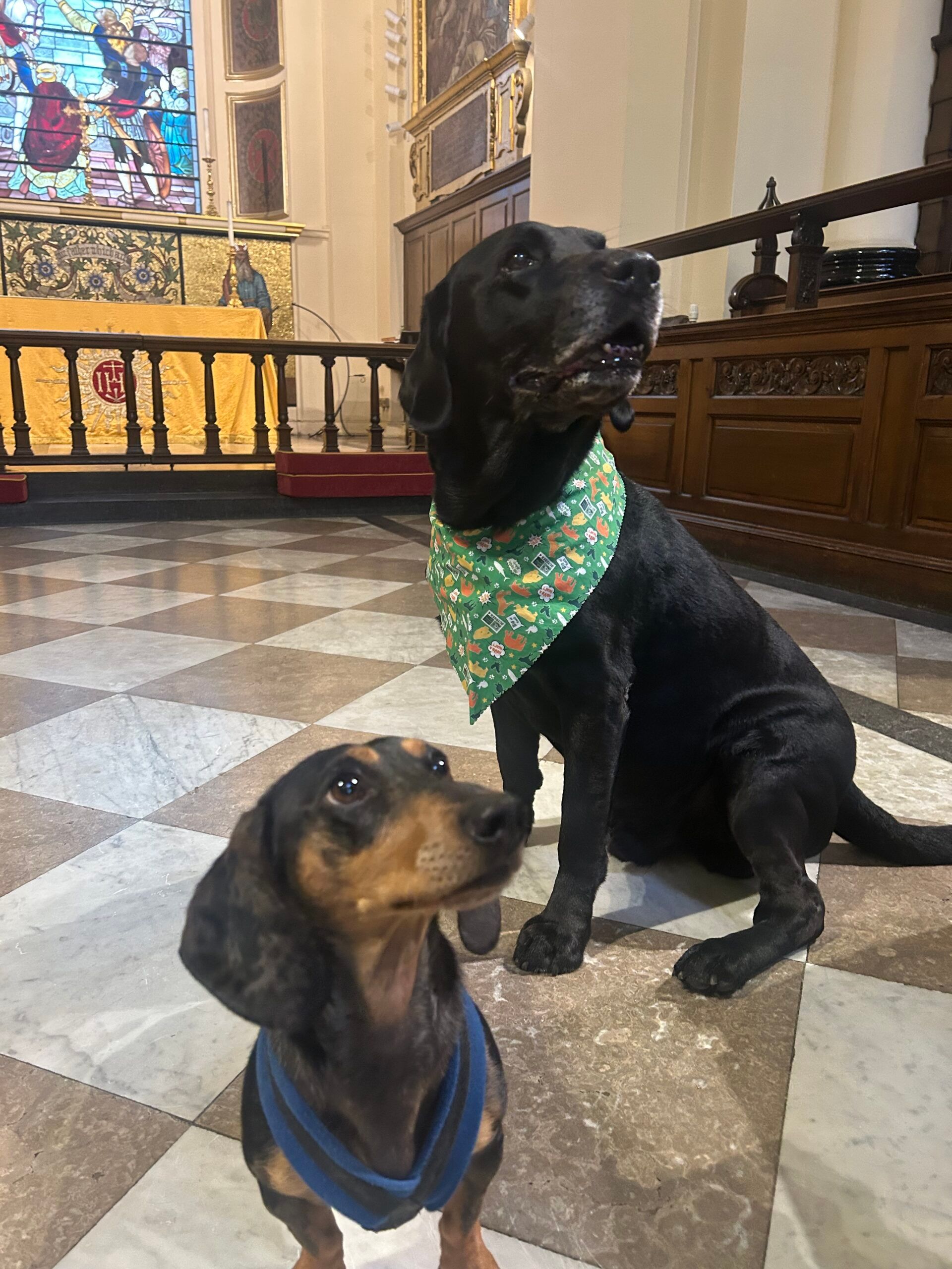 Freddie the Church Dog with his Dachshund Friend