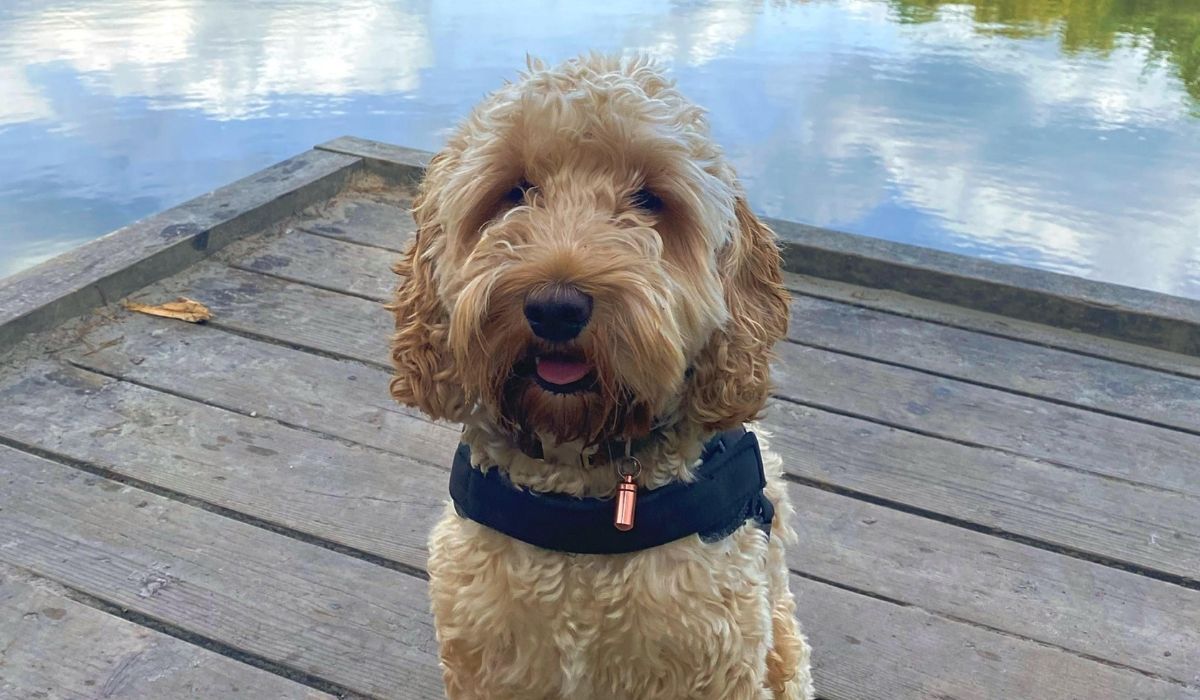 Dog friendly places to eat in Milton Keynes