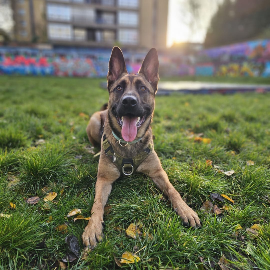 Kenzo the Belgian Malinois, enjoying a sunny Autumn Day