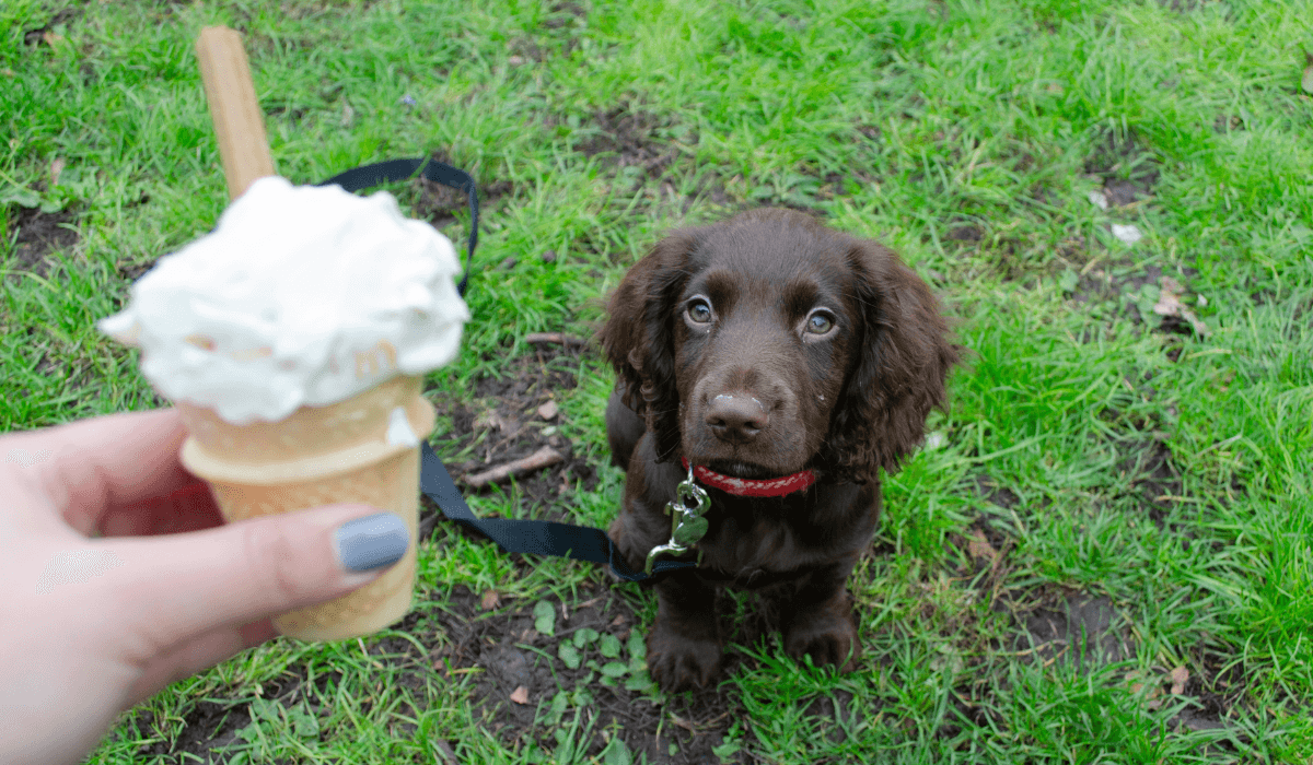 An adorable, small pup sits with their attention focused on the Cheese and Carrot Illusion Cake.