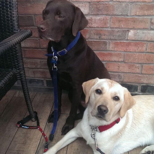 Doggy member Freddie & Ringo