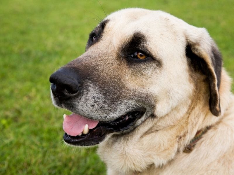 A happy Kangal Shepherd Dog sitting in a grassy field after a lovely long walk