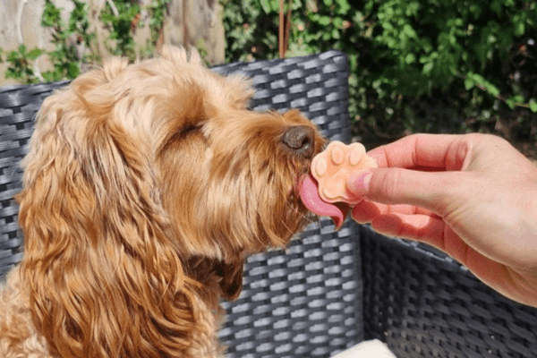 Homemade dog treats