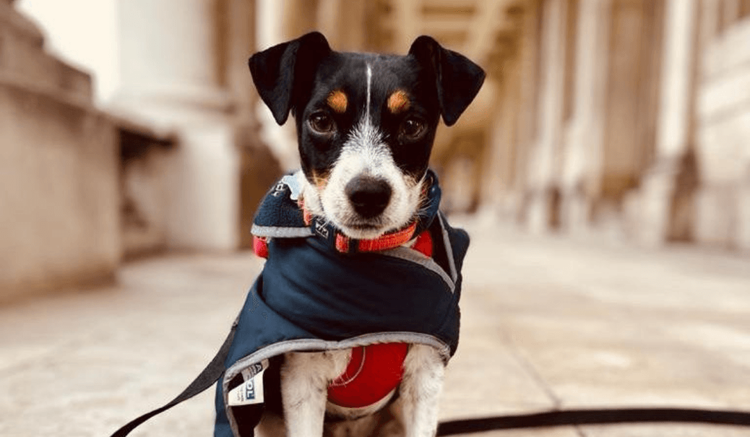 A little Jack Russell puppy is wearing a doggy jacket