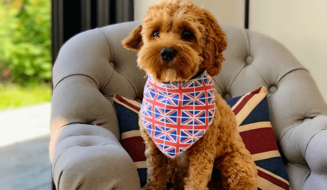 Doggy member, Herbie the Cavapoo wearing a Union Jack bandana
